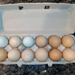 Farm Fresh Chicken Eggs 