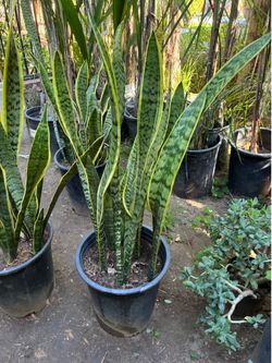 Plant