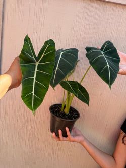 6” alocasia frydek