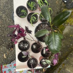 Plant Sale (pickup in ballard)