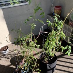 Cherry Tomato Plant (yellow)