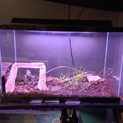 30 Gallon Tank