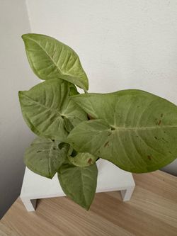 Confetti Syngonium Plant