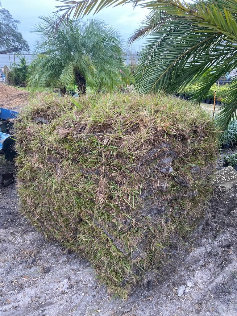 Bahia Grass