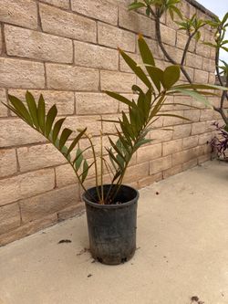 Cardboard Palm