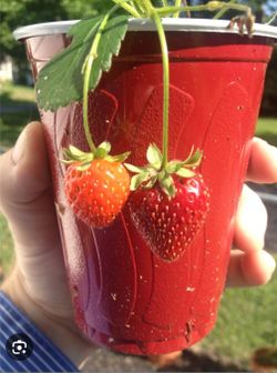 Strawberry Plants