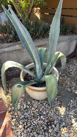 Agave Plant