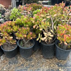 Plants