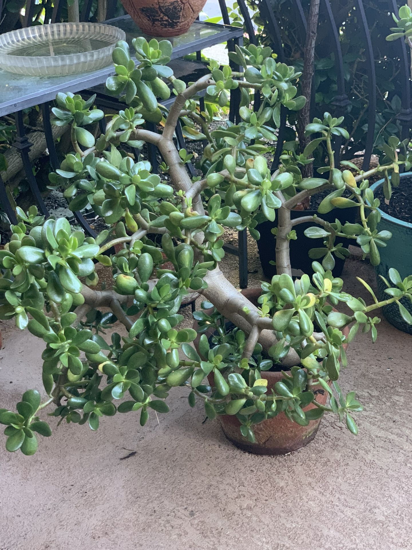 Jade Plant in Terracotta Pot