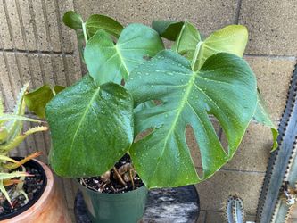 Monstera deliciosa – Established Split-Leaf Monstera – 8” Pot