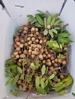 Fallbrook Fresh organic longan fruit for sale $5 for one lb minimum 5 lbs just picked it from tree today afternoon