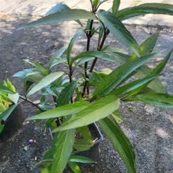 Mexican Petunia 