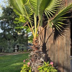 Palm Tree