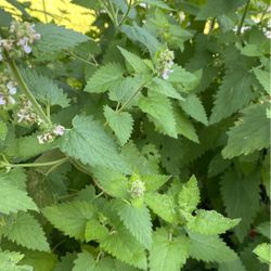 Organic Catnip Cutting 