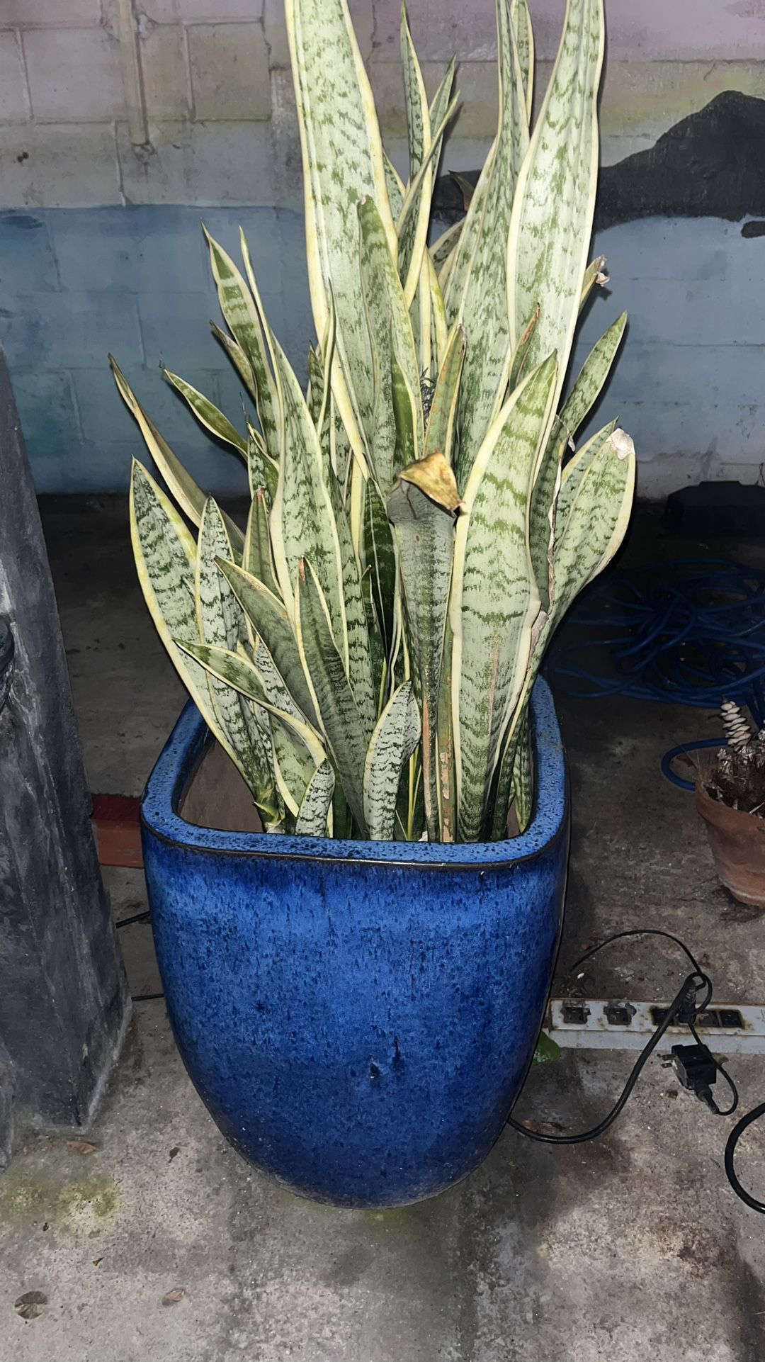 2 Tall Planters With Mature Snake Plant