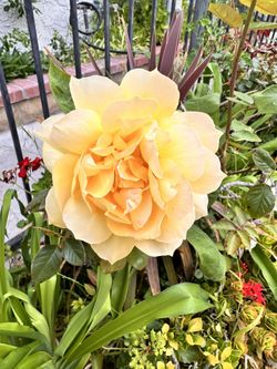 Beautiful Flowers Plants.