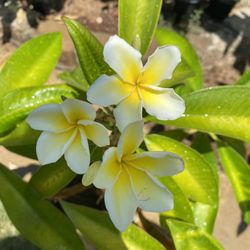 Plumeria Yellow And White