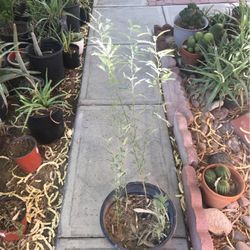 Garden  Mesquite  Tree  36” High 