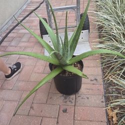 Aloe Plant
