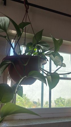 Live Indoor Plant