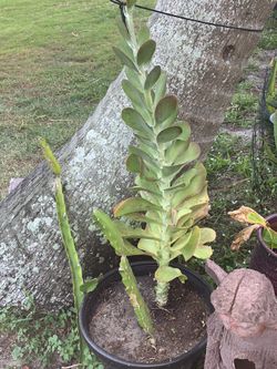 Avocado plants , paddle plants, and dragon fruit cutting plants