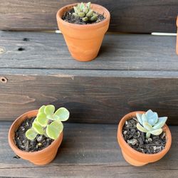 2” Potted Succulent Plants, Great