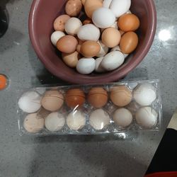 Organic Eggs