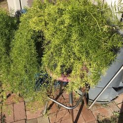 Asparagus Fern Plants