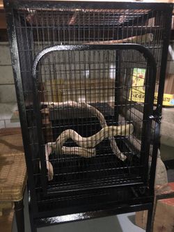 Exotic Bird Cage