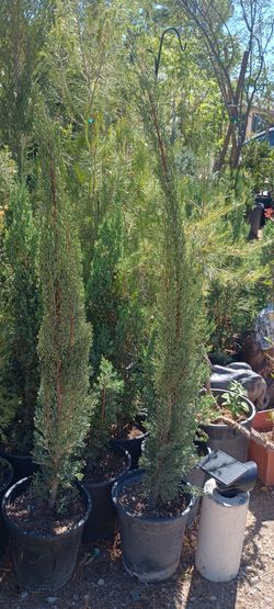 Pines plant.