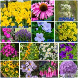 Perennial Ornamentals & Natives For Sale!