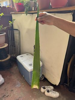 Plant
