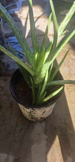 Alovera Plants