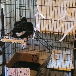 Cat Cage 3 Stories
