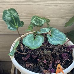 Cyclamen Plant flower 🌺 