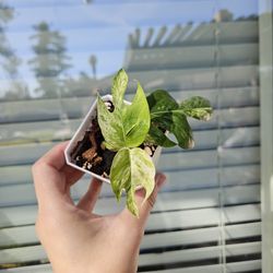 Epipremnum Pinnatum Marble Plant (Fenestrated Leaves)