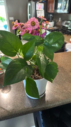Plant Golden pothos