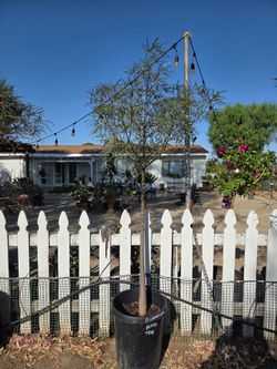 $255 Queensland Bottle Tree