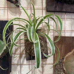 Mounted Spider Plant ( Established Plant)