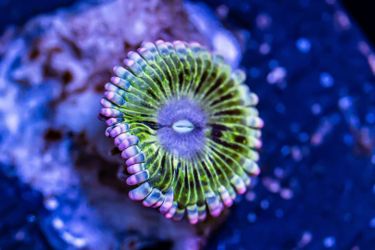 Fake Stratocaster Zoa 