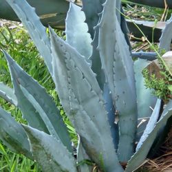 Blue Agaves. Medium Size For 10 And Smaller For 4 And 6 