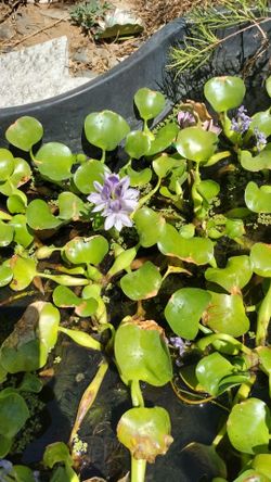 Water hyacinth pond