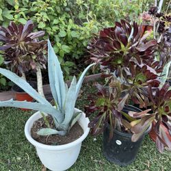 Variety Of Succulents Plants 