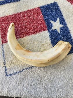 Warthog tusk