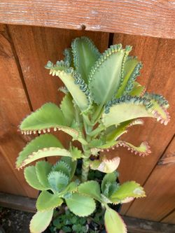 Calanchoe 🪴mala madre o madre de mil. Planta natural $10