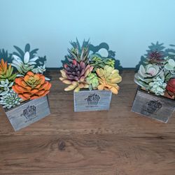 🪻 🪷🌿 Artificial Succulents Decor With LED Lights 3pk 🪴☘️