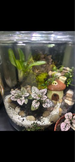 Terrarium