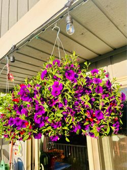 Healthy & Vibrant Hanging Baskets -