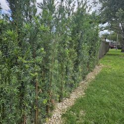 podocarpus  over 7 feet tall Instant Privacy Hedge For Fence Green Full Ready for planting