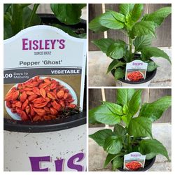 $10 Each Very Hot Ghost Pepper (Bhut Jolokia) Spicy 🌶️ Peppers Chili Pepper Vegetable Veggie